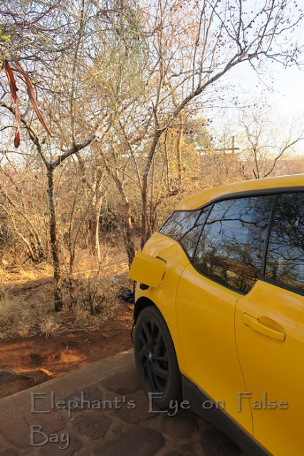 Charging at our distant Punda Maria tent