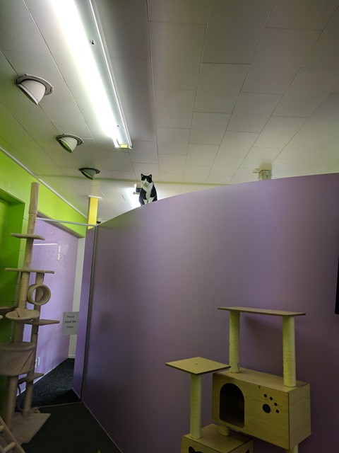 P10_NZ NI Rotorua Cat Cafe_2018-06-13_Jen_IMG_20180614_093849