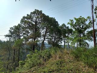 Bhullana, Baijnath, Kangra Valley, Himachal Pradesh