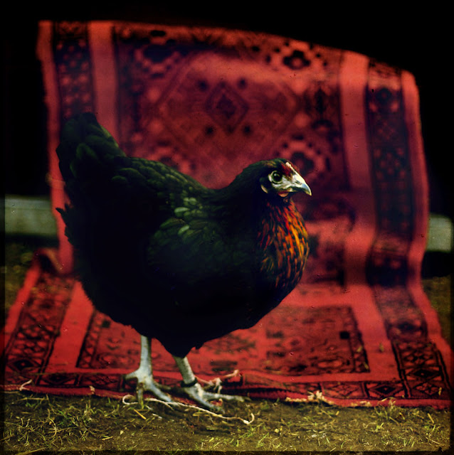 The Nera - chicken. Photograph by Tim Irving