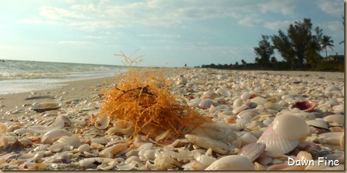 beach walk sanibel_001