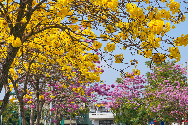 南投福崗路風鈴木大道，紅花黃花雙色風鈴木齊開賞花一次滿足