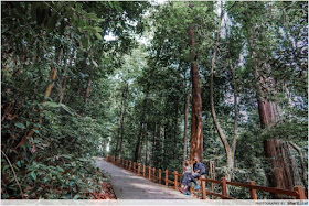 Bukit Timah Nature Reserve (Summiy Trail)