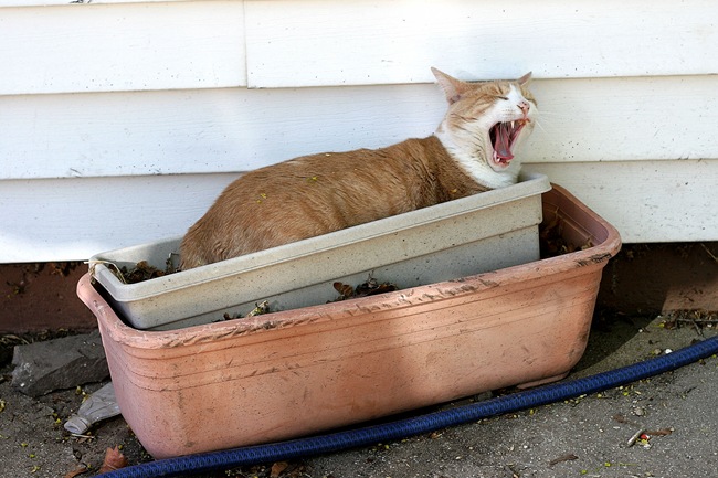 goofball cat