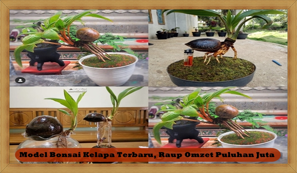 Bisnis Model Bonsai Kelapa Terbaru, Raup Omzet Puluhan Juta