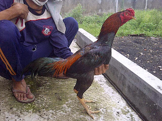 Ayam Pakhoy