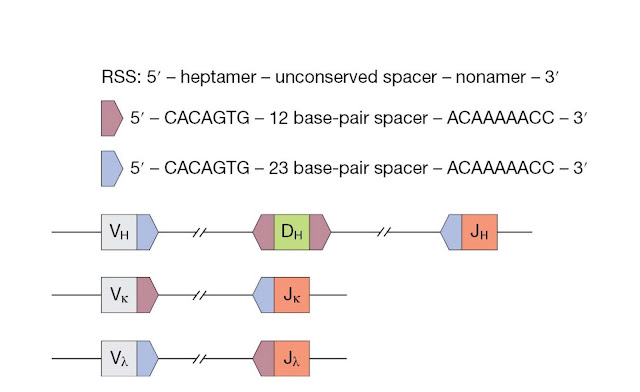 The recombination signal sequence