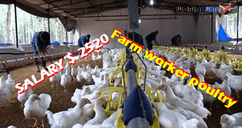 Farm worker poultry how to get work visa and work permit to canada