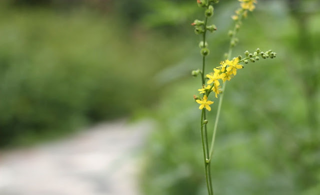 Agrimony Flowers Pictures