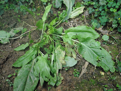 Mature sorrel plant