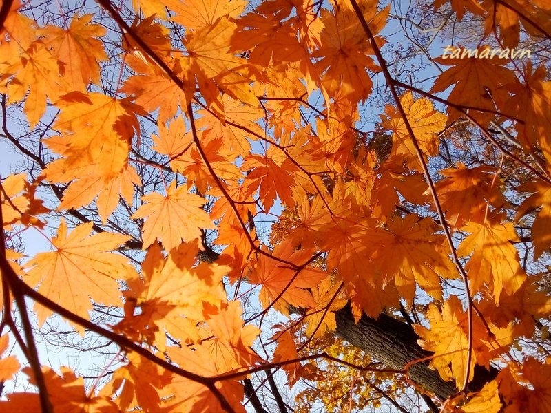 Клён ложнозибольдов (Acer pseudosieboldianum)