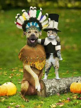 Funny Turkey Pictures