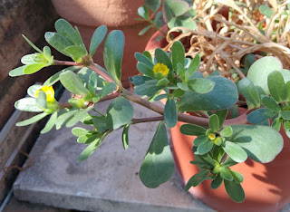 Portulaca oleracea