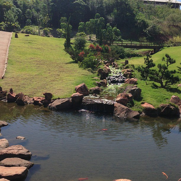 pinheiro negro do jardim japonês em Maringá