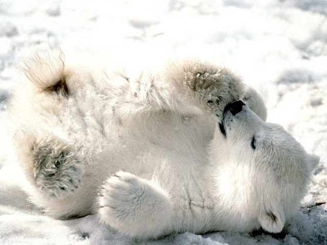 Baby Polar Bear wallpaper