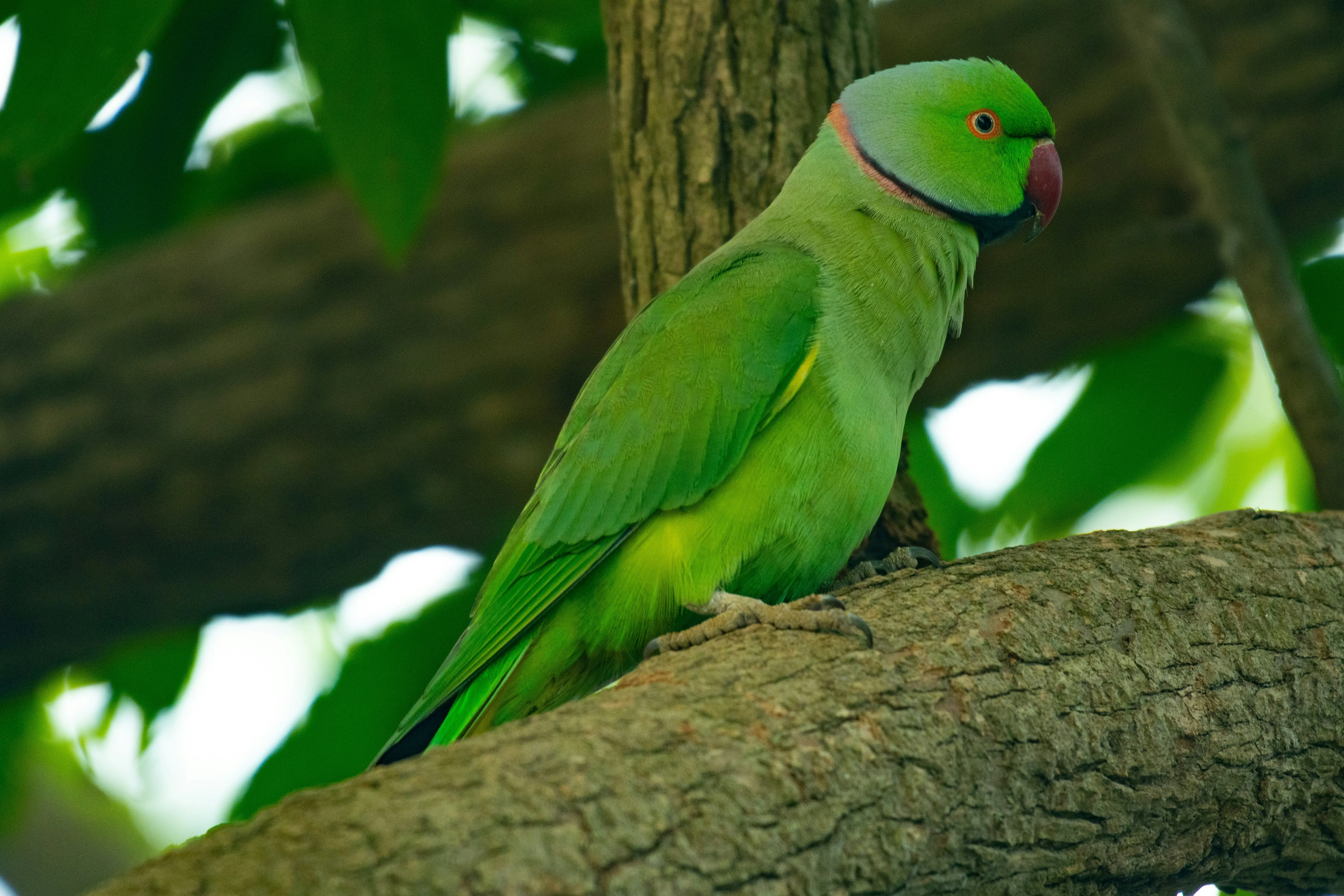 Sajnekhali Sanctuary