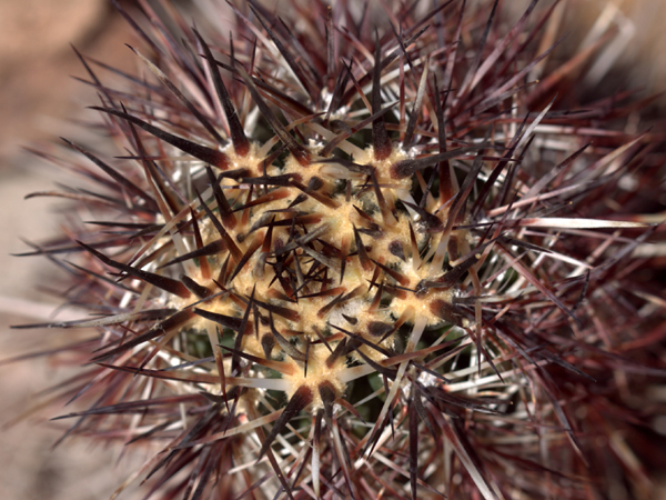 xuong-rong-austrocactus-bertinii