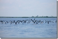 Thale Noi Waterbird Park, Phatthalung