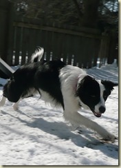 snow cade 2