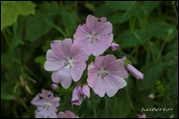 Malva moschata