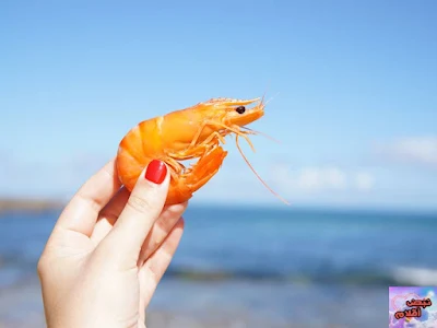 الروبيان SHRIMP