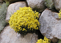 Alisso delle rocce (Alyssum s.)