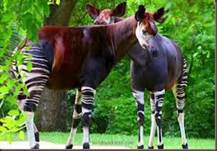 Amazing Animal Pictures Okapi (4)