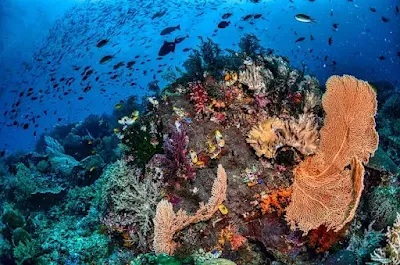 Keindahan Alam Raja Ampat