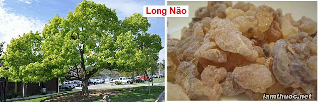 SỔ TAY CÂY THUỐC VÀ VỊ THUỐC ĐÔNG Y - LONG NÃO