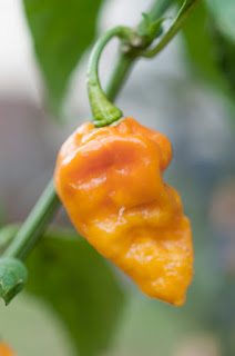 habanero fatalii