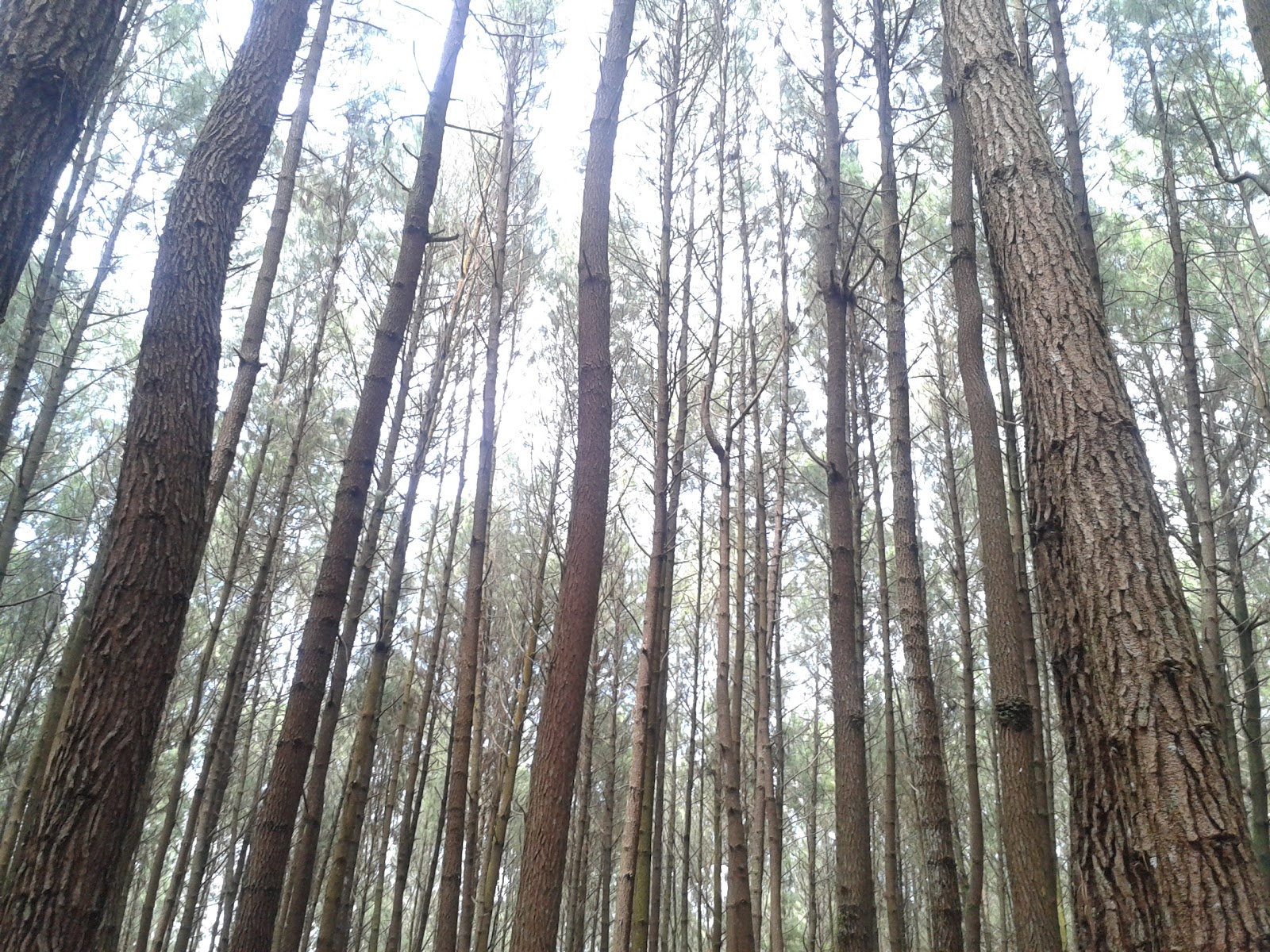 POHON PINUS YOGYAKARTA KOTA ISTIMEWA