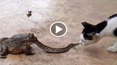 pertarungan kucing dan ular gak masuk akal