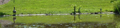 Canada goose and yellow-crowned night heron