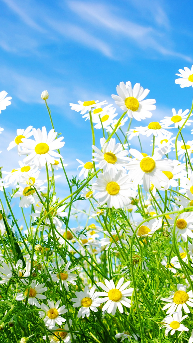 Mobile Wallpapers Free Download Daisies Flowers Wallpaper