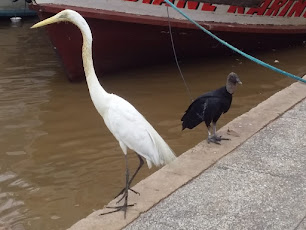 Garça e Urubu no meio do pitiu