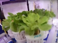 China's astronauts grow vegetables in orbit.