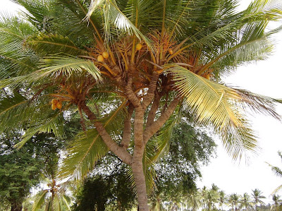 Pokok kelapa ni bercabang dan mempunyai dahan seperti pokok biasa Pokok Kelapa  dan Babi Berwajah Manusia?