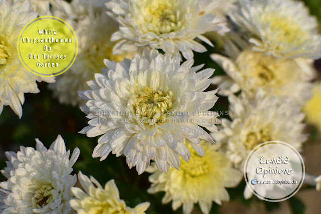 White Chrysanthemums On Our Terrace Garden