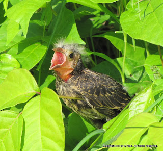 Juvenile Red-winged Blackbird