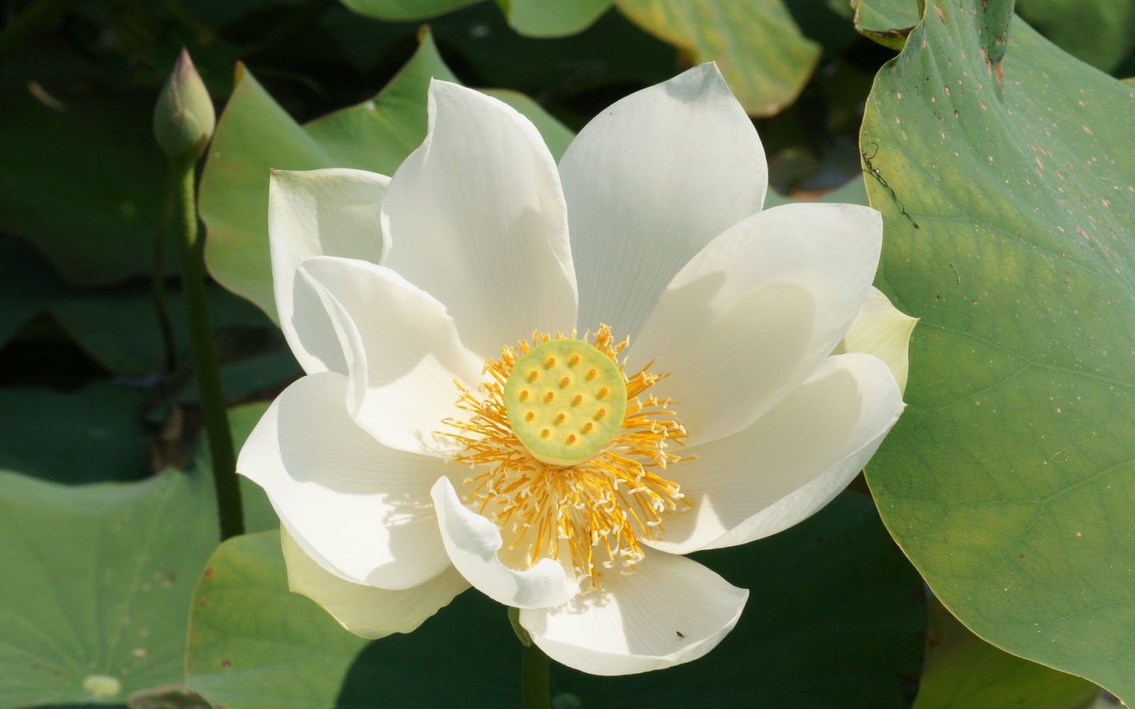 Gambar Bunga Lotus