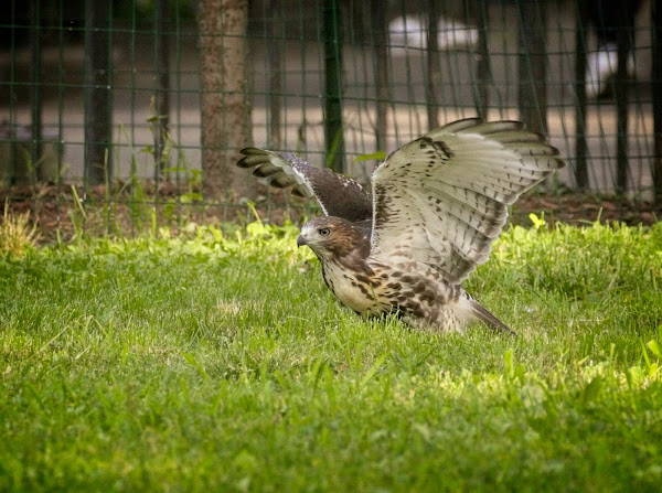 Fledgling red-tailed hawk frolicking in the grass