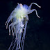 Novas espécies estranhas encontradas em montes submarinos na Ilha de Páscoa.
