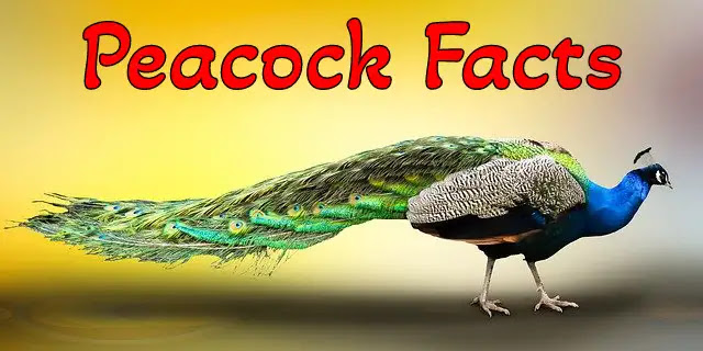 [100+] Amazing Facts & Information About Peacock In Hindi