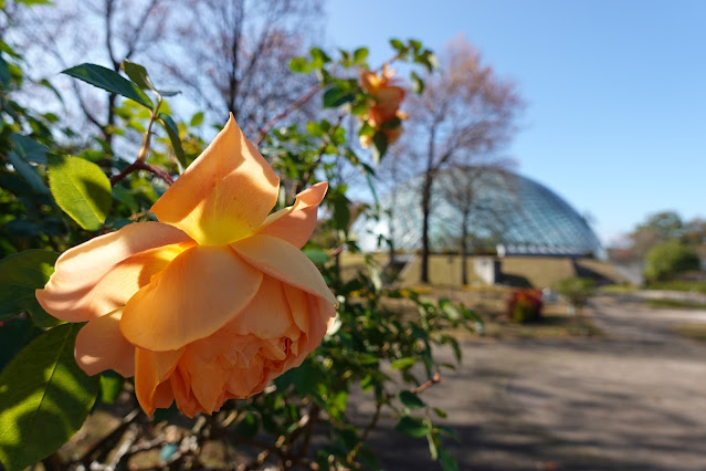 鳥取県西伯郡南部町鶴田 とっとり花回廊 バラ（薔薇）