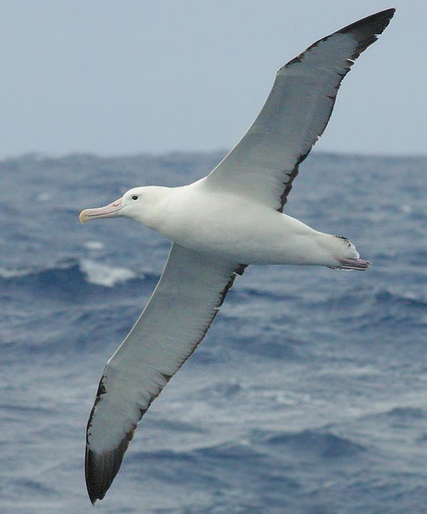 Pictures Of Albatross - Free Albatross pictures 