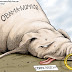 Obama-Nomics - In A Pigs Snout - Fool's Gold