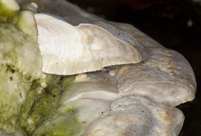 Lumpy Bracket, Trametes gibbosa.  Cross-section.  The Knoll, Hayes, 26 January 2012.