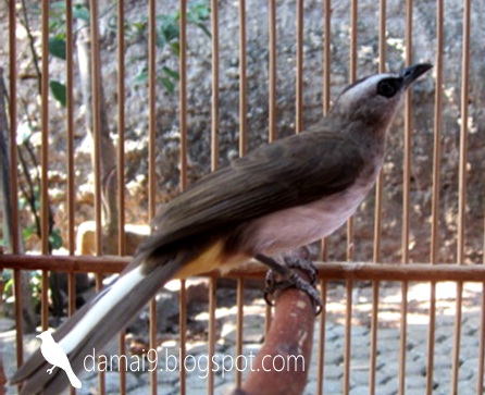 Ada Apa Dengan Burung Trucukan Nilai Histories Burung Trucukan Hobi Si Petani