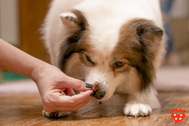 A guide to positive reinforcement in dog training. Here, a woman uses food to lure her dog into a down position