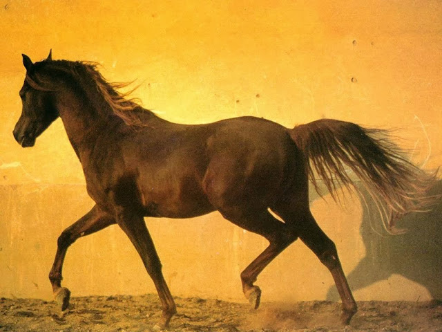 Pictures of horses in High quality